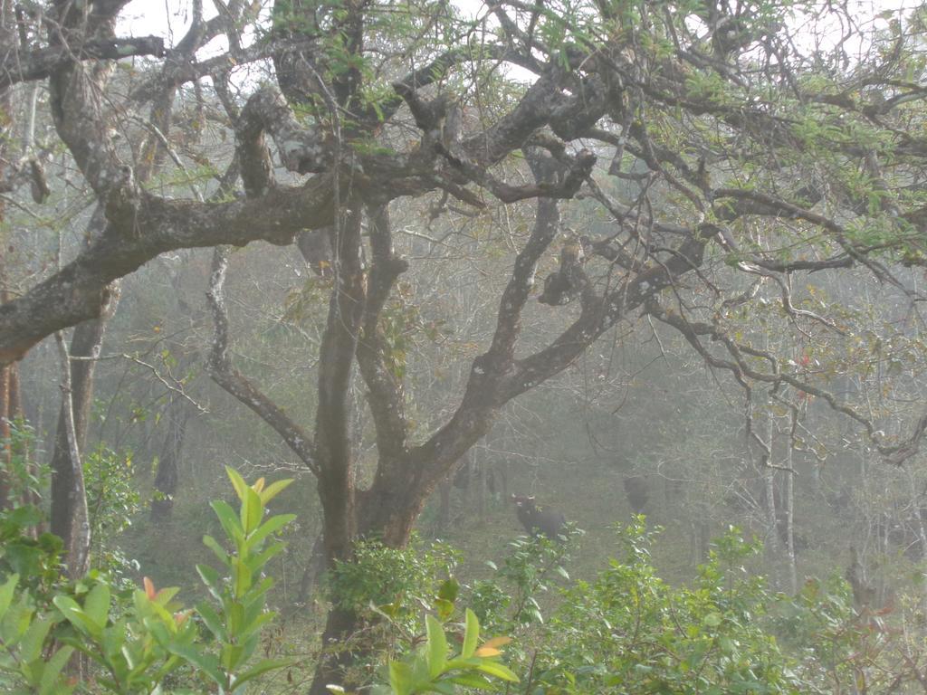 Jungleparadiso Homestay Thekkady Exterior photo