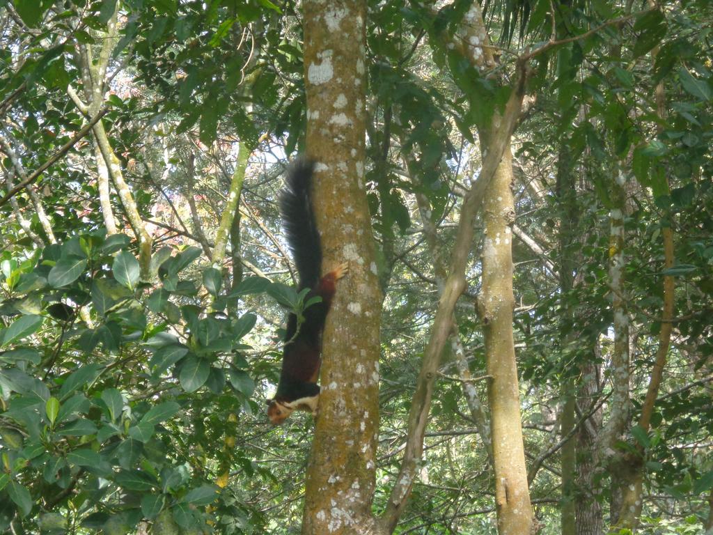 Jungleparadiso Homestay Thekkady Exterior photo